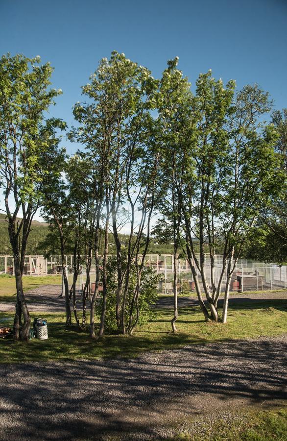Husky Lodge Hostel Kiruna Dış mekan fotoğraf